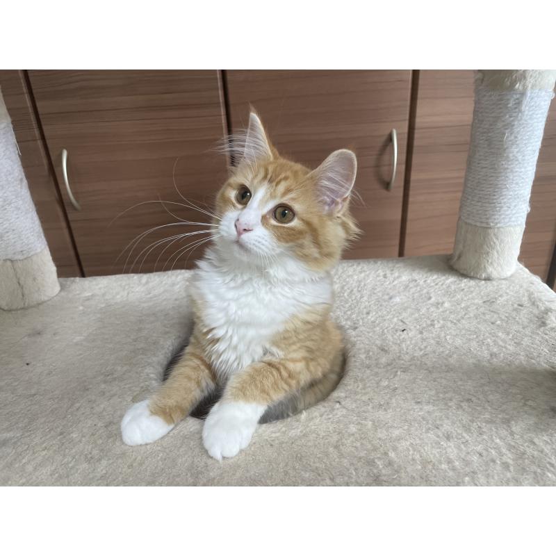 販売中の千葉県のサイベリアン-115327の3枚目