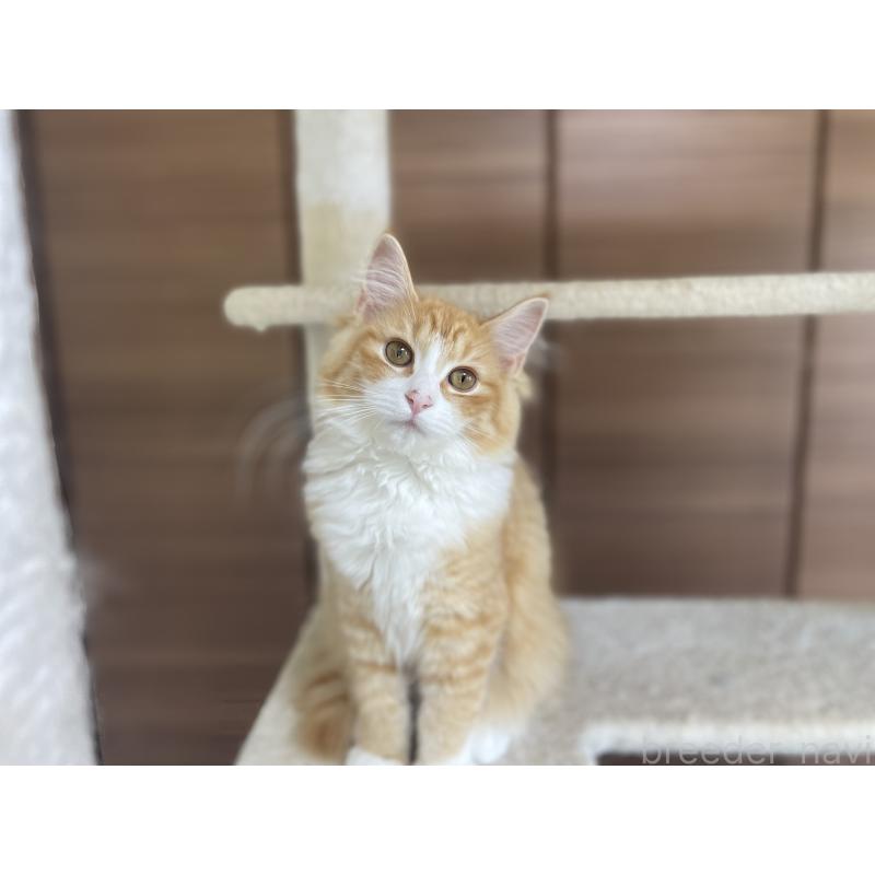 販売中の千葉県のサイベリアン-115327の2枚目