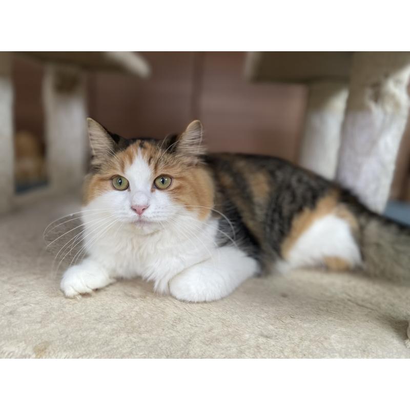 販売中の千葉県のサイベリアン-115334の11枚目