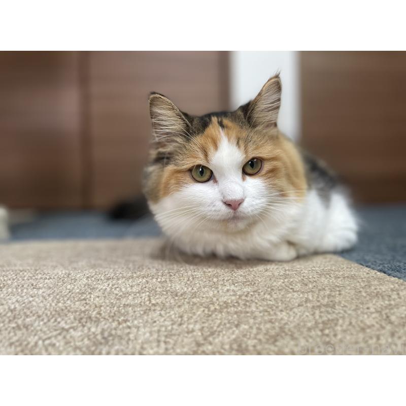 販売中の千葉県のサイベリアン-115334の10枚目