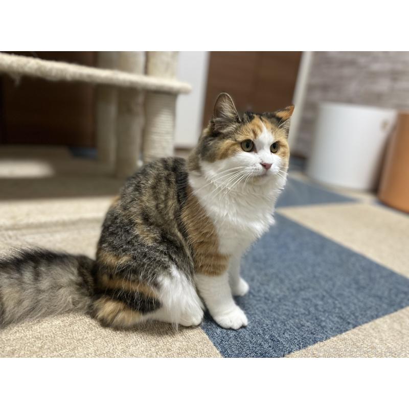 販売中の千葉県のサイベリアン-115334の9枚目