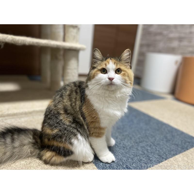 販売中の千葉県のサイベリアン-115334の8枚目