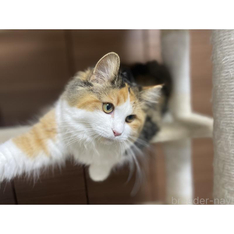 販売中の千葉県のサイベリアン-115334の7枚目