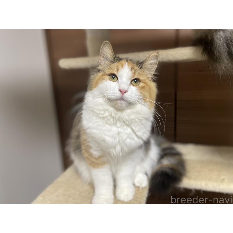 販売中の千葉県のサイベリアン-115334の6枚目