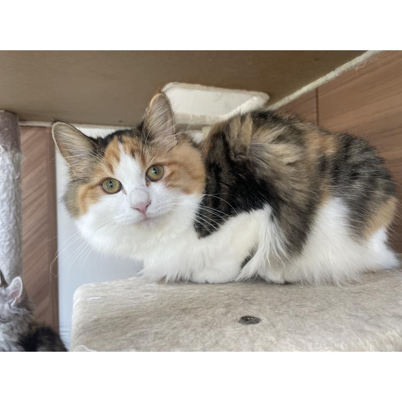 販売中の千葉県のサイベリアン-115334の5枚目