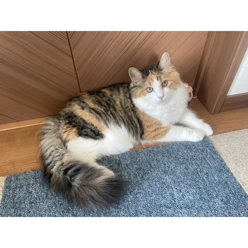 販売中の千葉県のサイベリアン-115334の4枚目