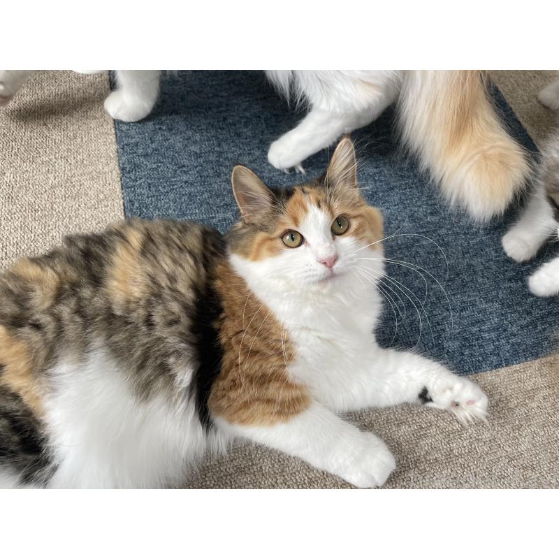 販売中の千葉県のサイベリアン-115334の3枚目