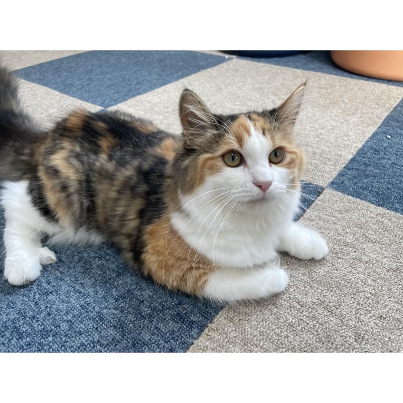 販売中の千葉県のサイベリアン-115334の2枚目