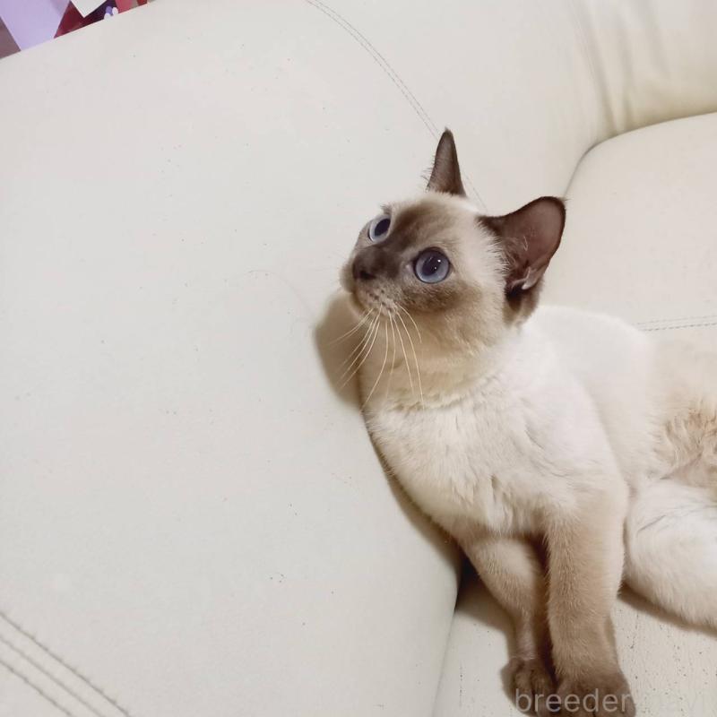 販売中の埼玉県のトンキニーズ-129881の2枚目