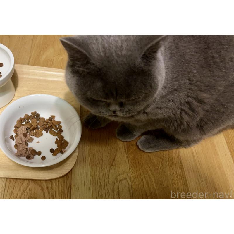 販売中の埼玉県のブリティッシュショートヘア-119377の3枚目