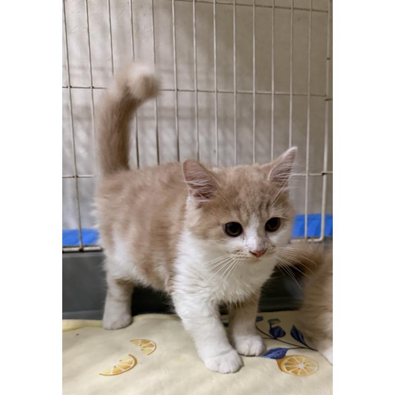 販売中の埼玉県のスコティッシュフォールド-124878の45枚目