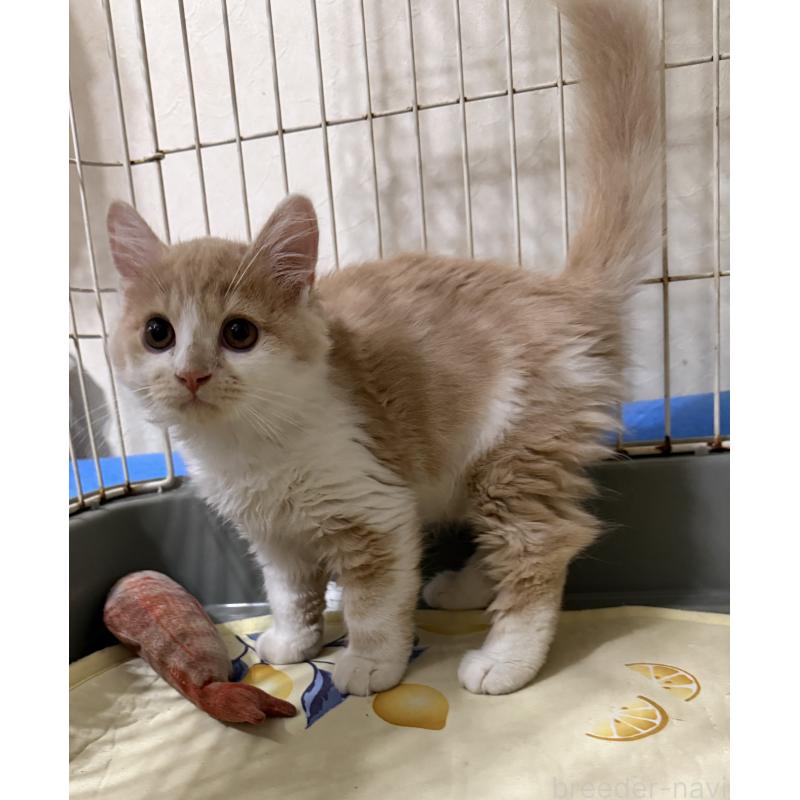 販売中の埼玉県のスコティッシュフォールド-124878の44枚目