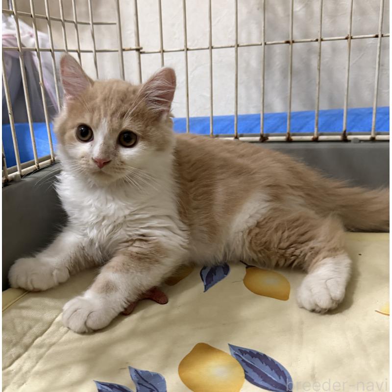 販売中の埼玉県のスコティッシュフォールド-124878の42枚目