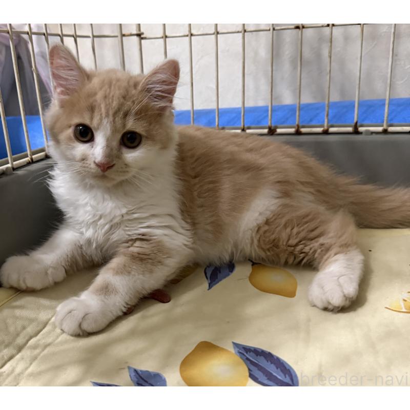 販売中の埼玉県のスコティッシュフォールド-124878の41枚目