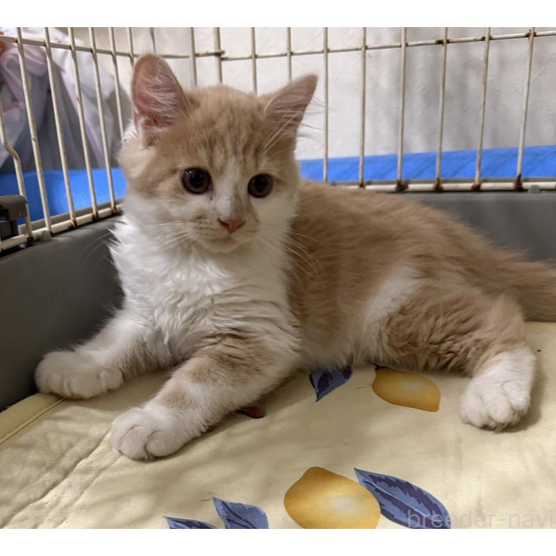 販売中の埼玉県のスコティッシュフォールド-124878の40枚目