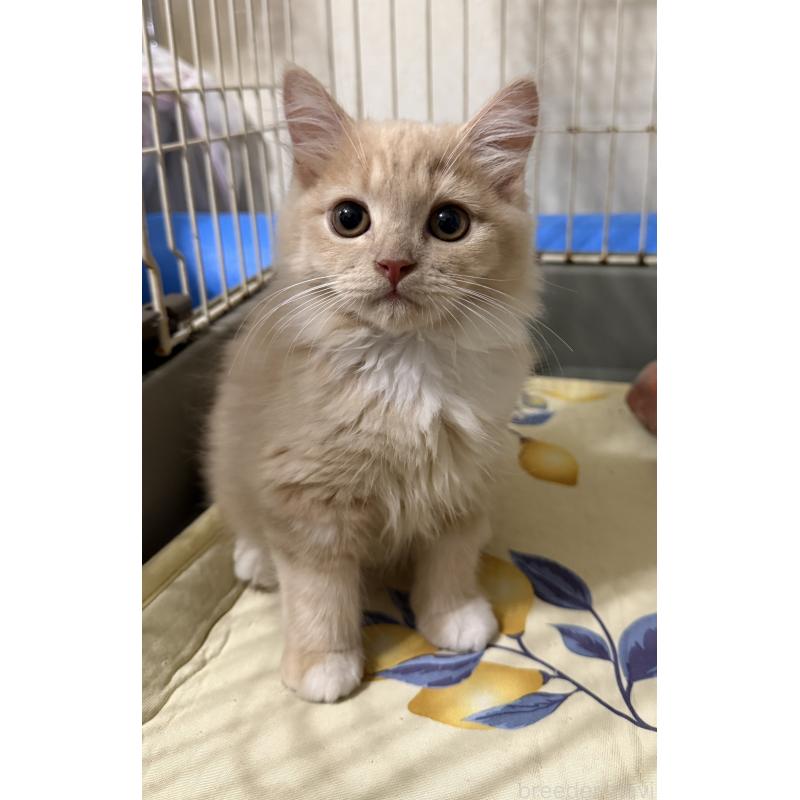 販売中の埼玉県のスコティッシュフォールド-124872の43枚目