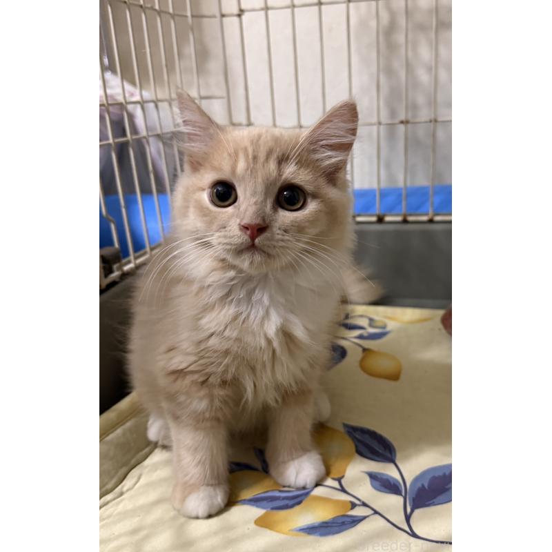 販売中の埼玉県のスコティッシュフォールド-124872の42枚目