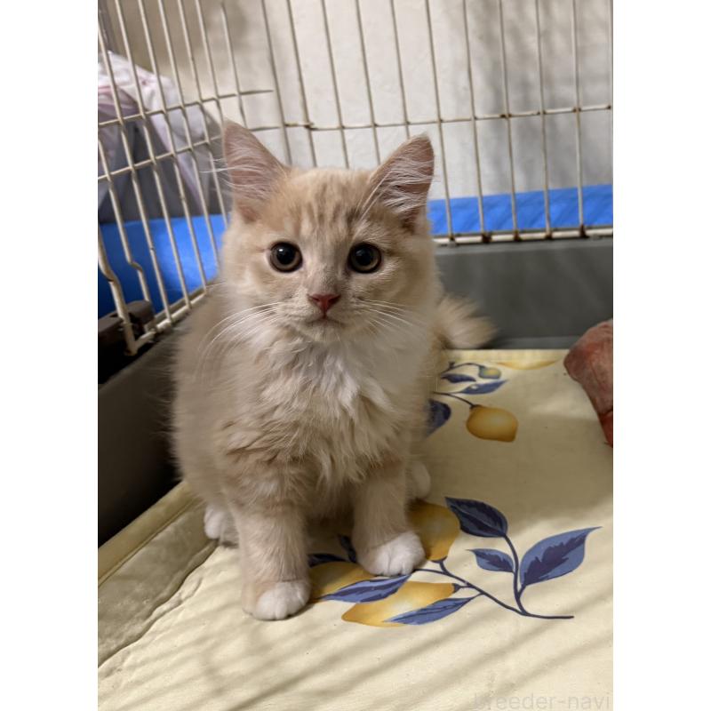 販売中の埼玉県のスコティッシュフォールド-124872の41枚目