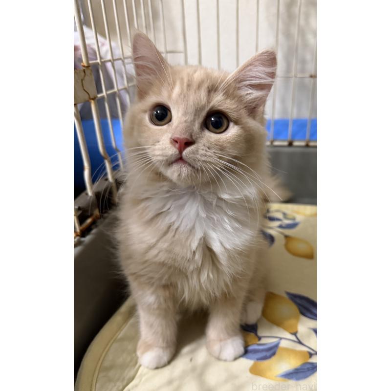 販売中の埼玉県のスコティッシュフォールド-124872の40枚目