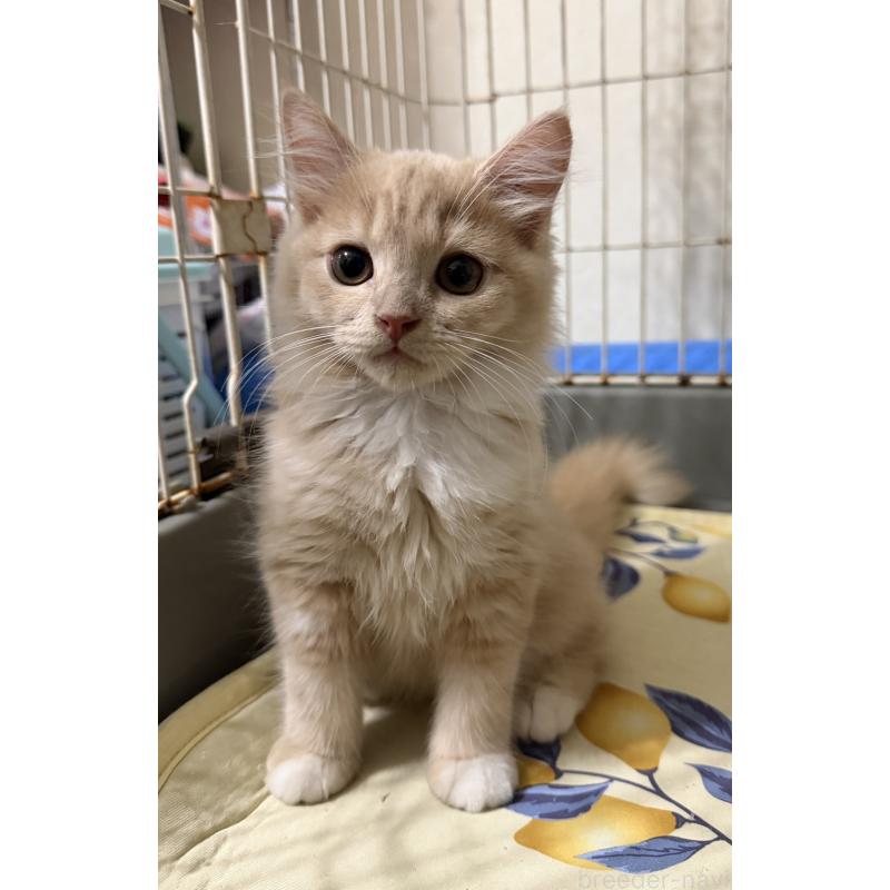 販売中の埼玉県のスコティッシュフォールド-124872の39枚目