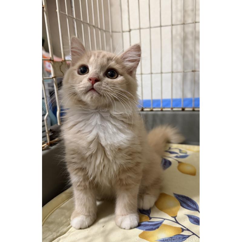 販売中の埼玉県のスコティッシュフォールド-124872の37枚目