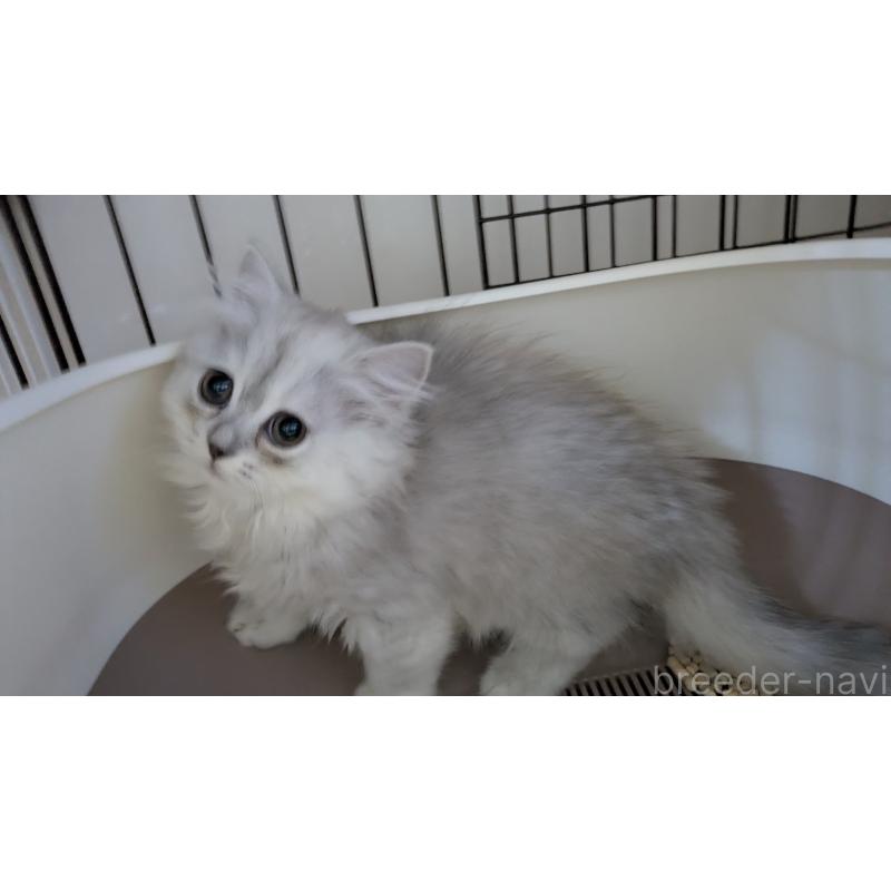 販売中の大阪府のミヌエット-128996の7枚目