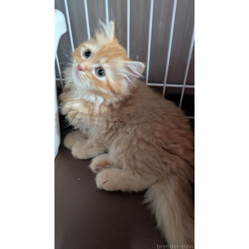 販売中の大阪府のミヌエット-128995の9枚目