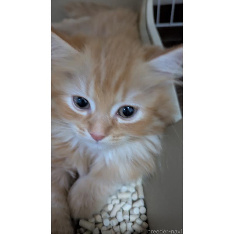 販売中の大阪府のミヌエット-128995の8枚目