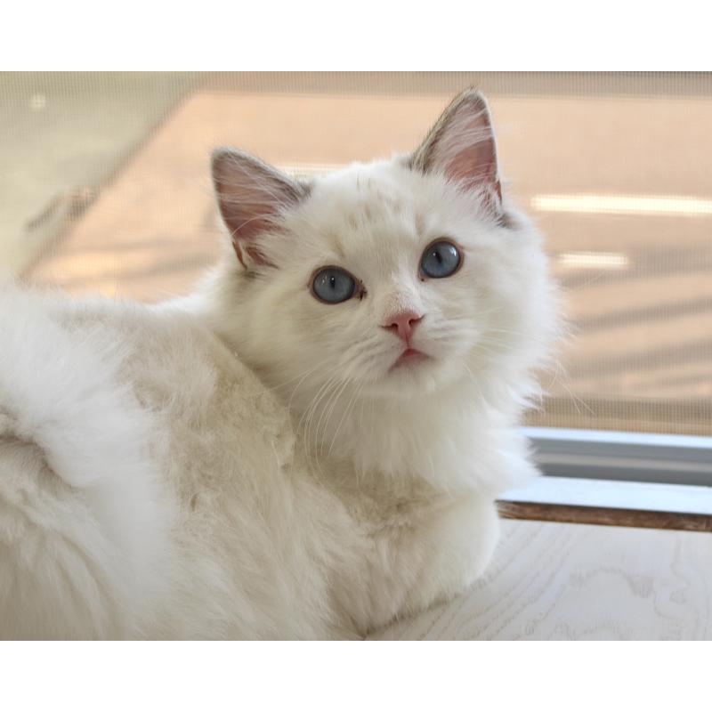 販売中の山梨県のラグドール-120017の4枚目