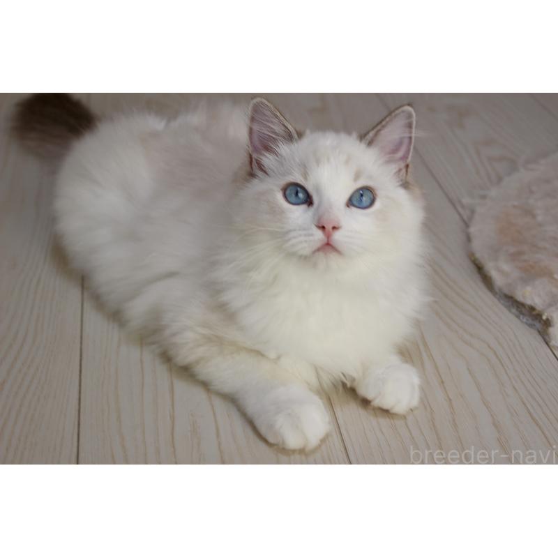 販売中の山梨県のラグドール-120017の3枚目