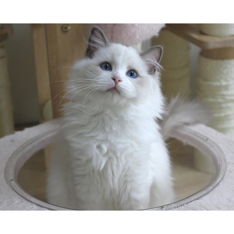 販売中の山梨県のラグドール-123973の6枚目