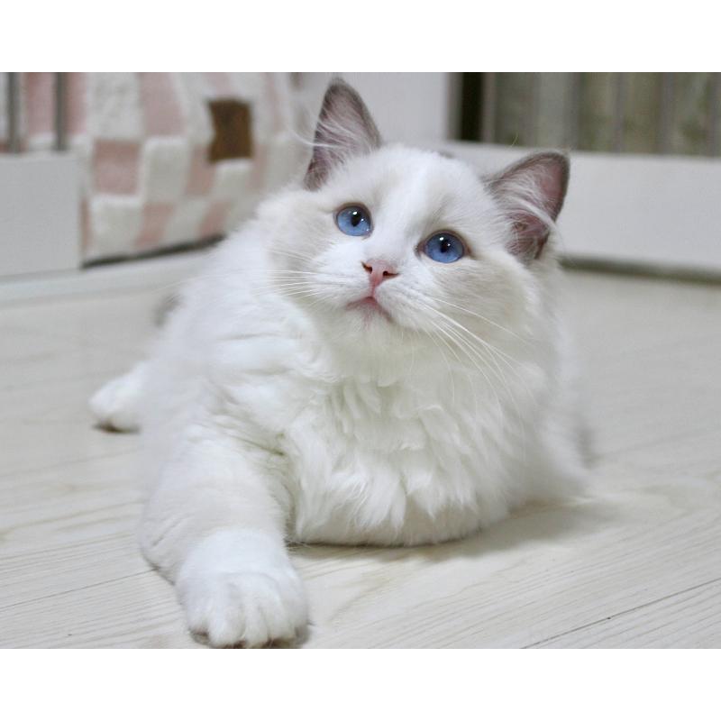 販売中の山梨県のラグドール-123973の5枚目