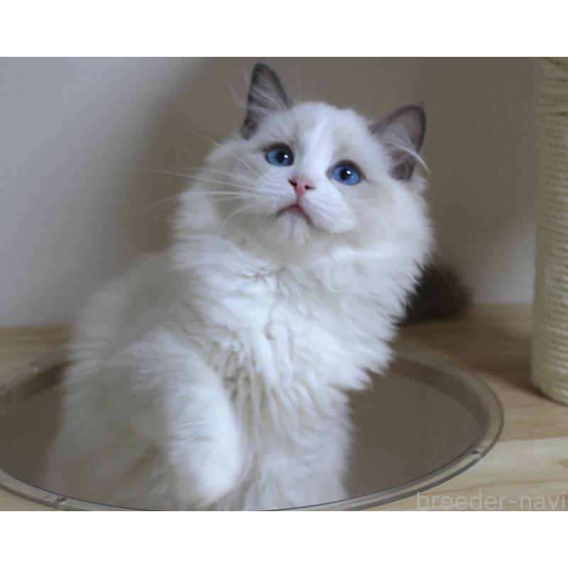 販売中の山梨県のラグドール-123973の4枚目