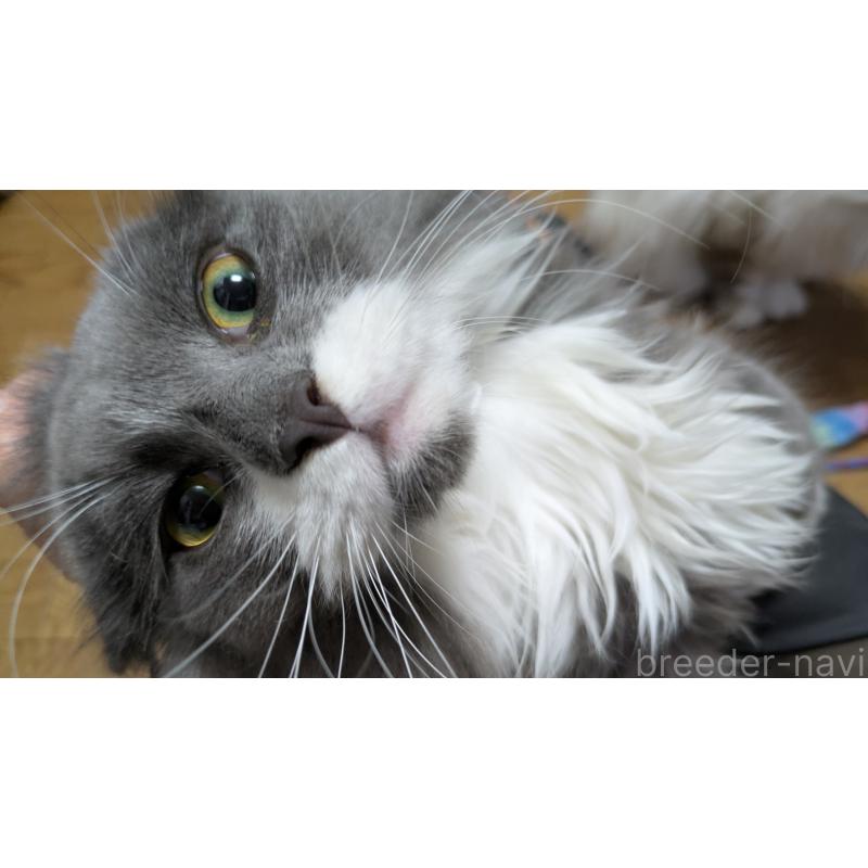 販売中ののミヌエット-120590