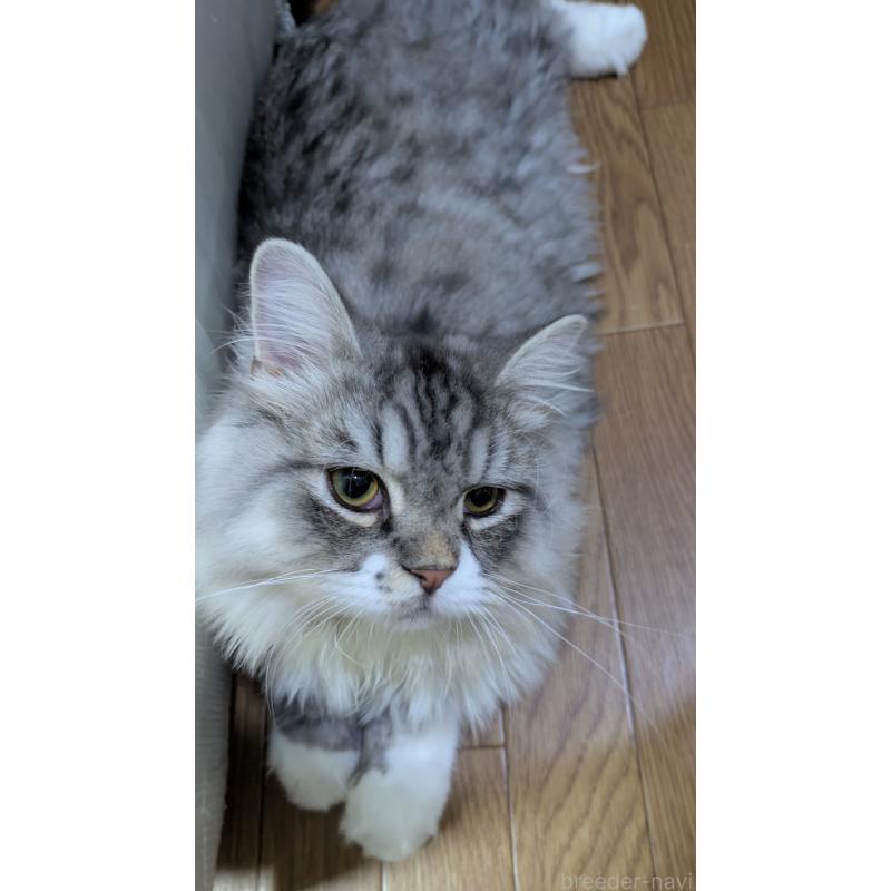 販売中の大阪府のミヌエット-121834の6枚目