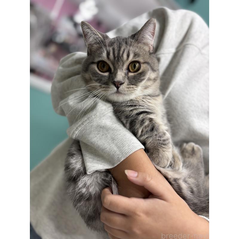 販売中の千葉県のマンチカン(短足)-114759の2枚目