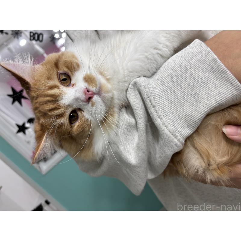 販売中の千葉県のマンチカン(短足)-114760の3枚目