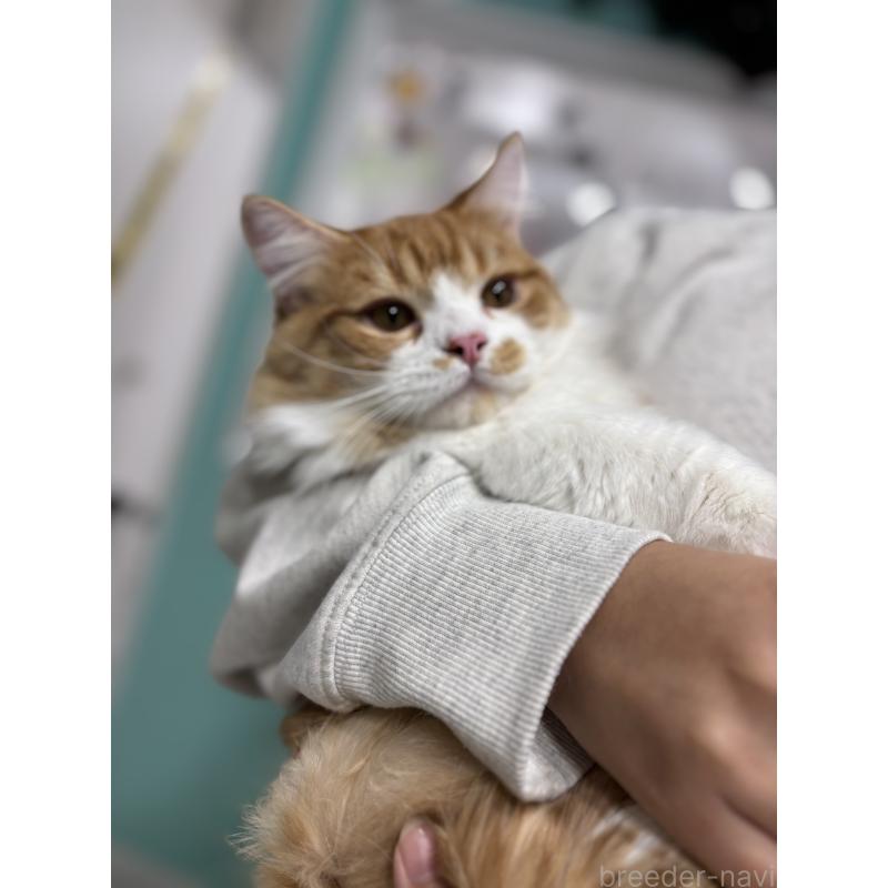 販売中の千葉県のマンチカン(短足)-114760の2枚目