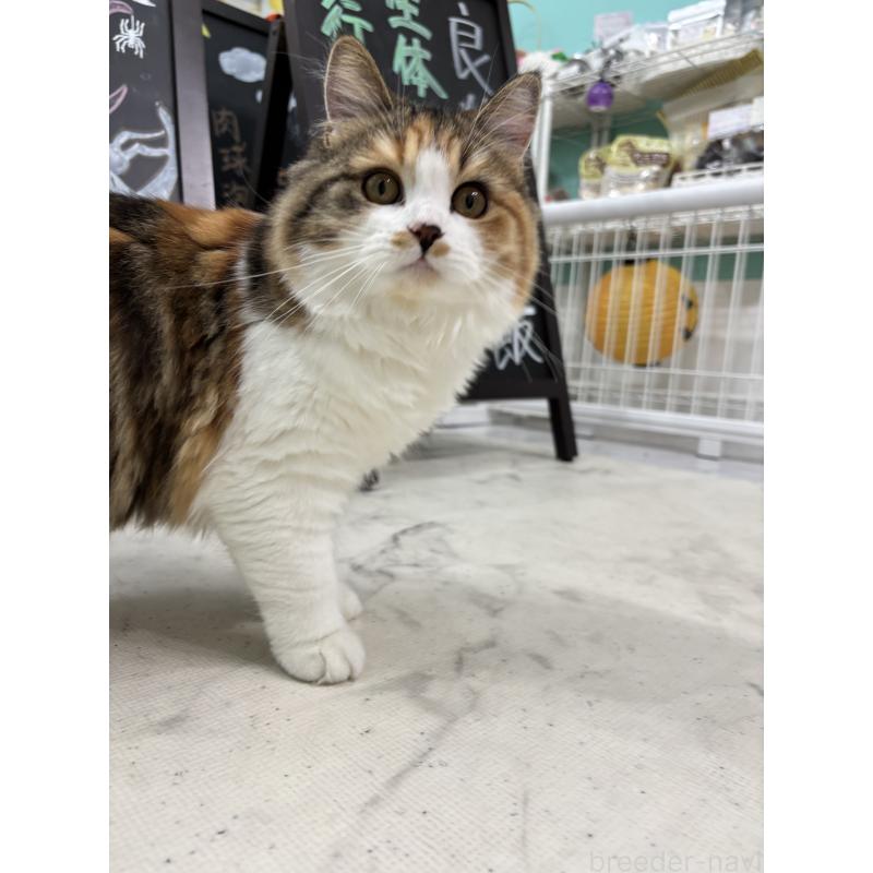 販売中の千葉県のマンチカン-115315の3枚目