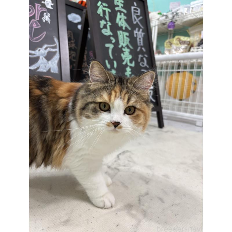 販売中の千葉県のマンチカン-115315の2枚目