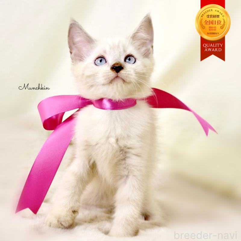 販売中の栃木県のマンチカン-128960