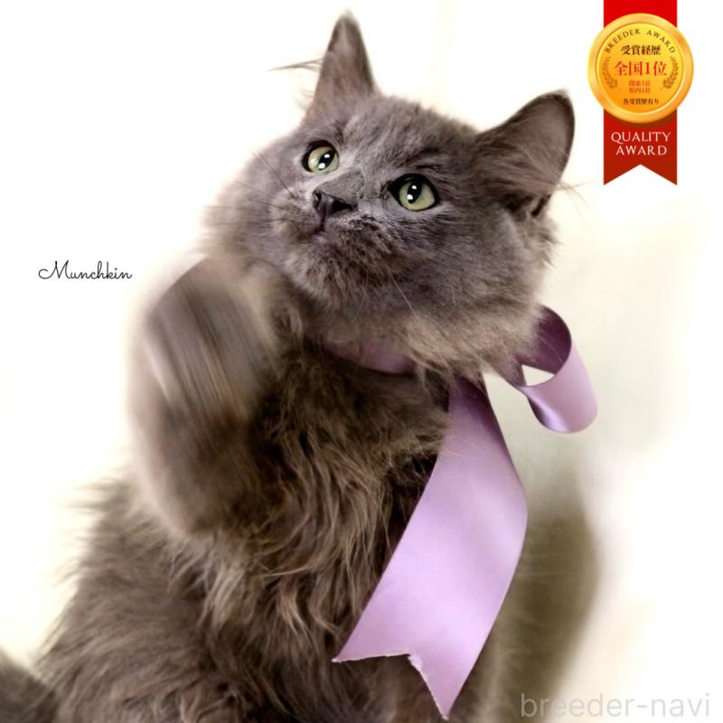 販売中の栃木県のマンチカン-127045の1枚目