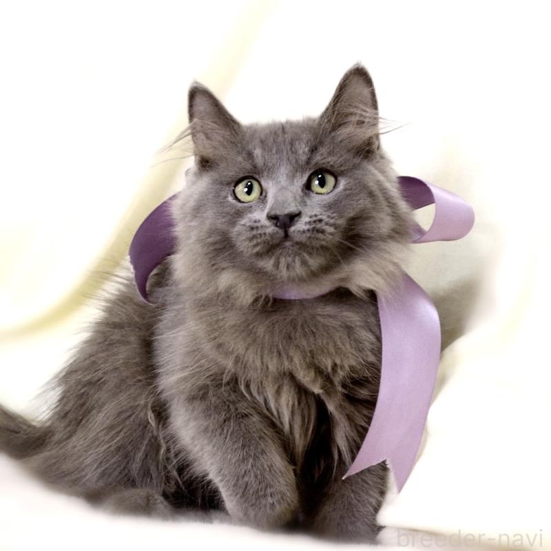 販売中の栃木県のマンチカン-127045の10枚目