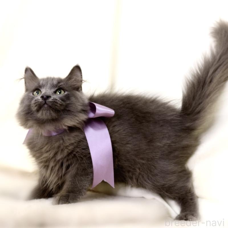 販売中の栃木県のマンチカン-127045の9枚目