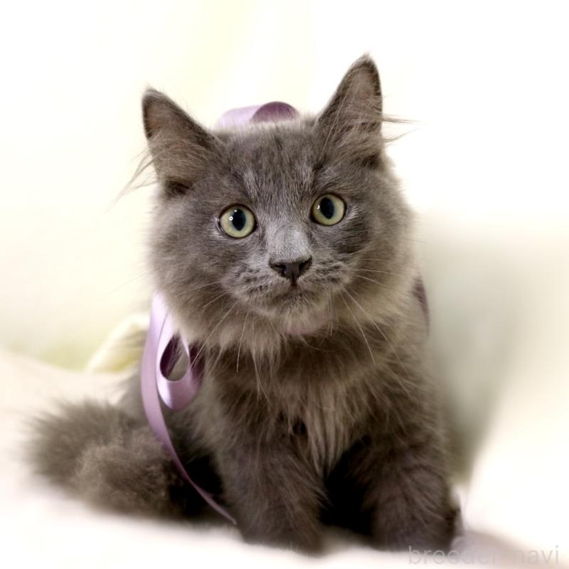 販売中の栃木県のマンチカン-127045の8枚目