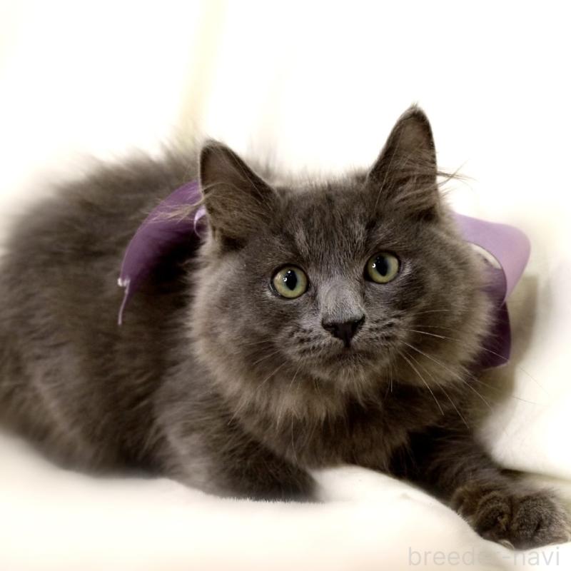 販売中の栃木県のマンチカン-127045の7枚目