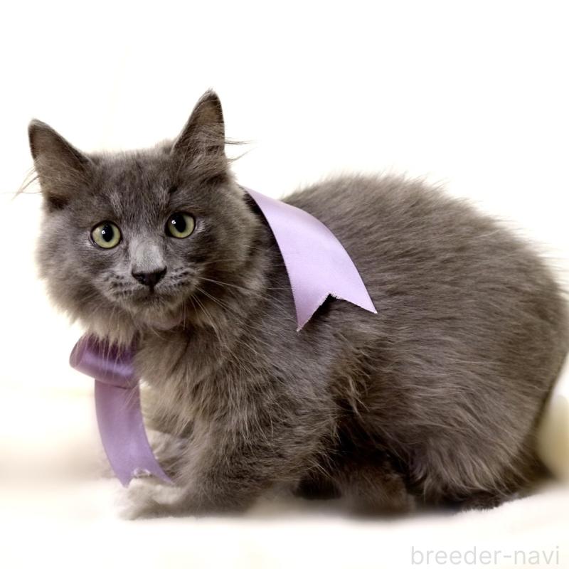 販売中の栃木県のマンチカン-127045の6枚目