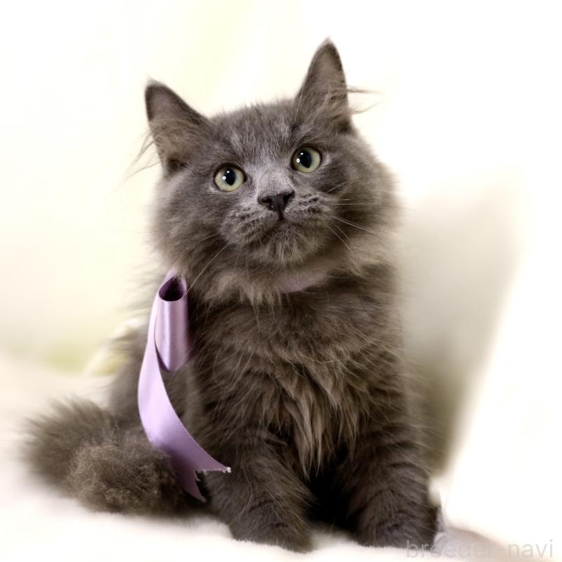 販売中の栃木県のマンチカン-127045の5枚目