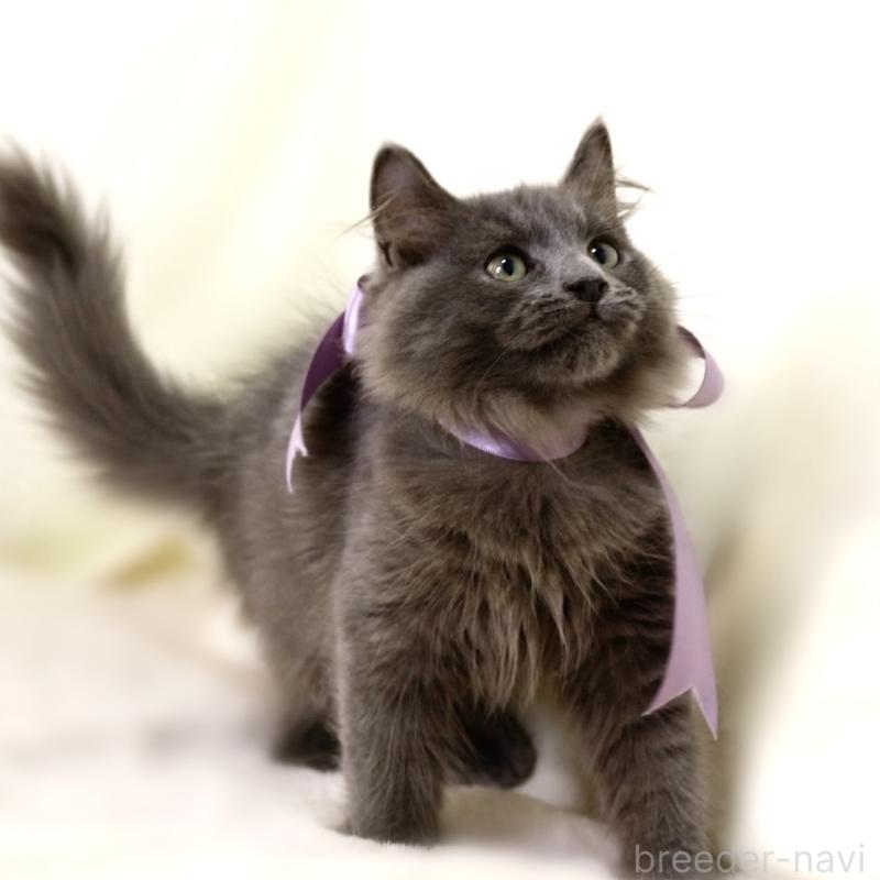 販売中の栃木県のマンチカン-127045の4枚目