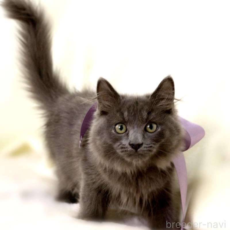 販売中の栃木県のマンチカン-127045の3枚目